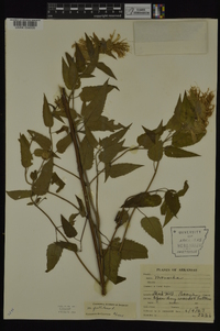 Monarda fistulosa var. fistulosa image