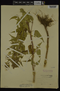 Monarda fistulosa var. mollis image