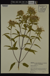 Monarda fistulosa var. mollis image