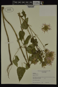 Monarda fistulosa var. mollis image