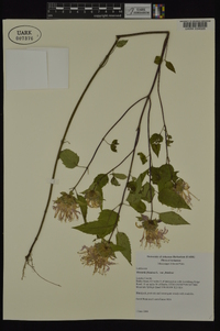 Monarda fistulosa var. fistulosa image