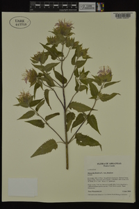 Monarda fistulosa var. mollis image