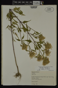 Monarda fistulosa var. mollis image