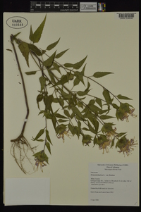 Monarda fistulosa var. fistulosa image