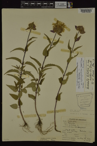 Monarda fistulosa var. stipitatoglandulosa image