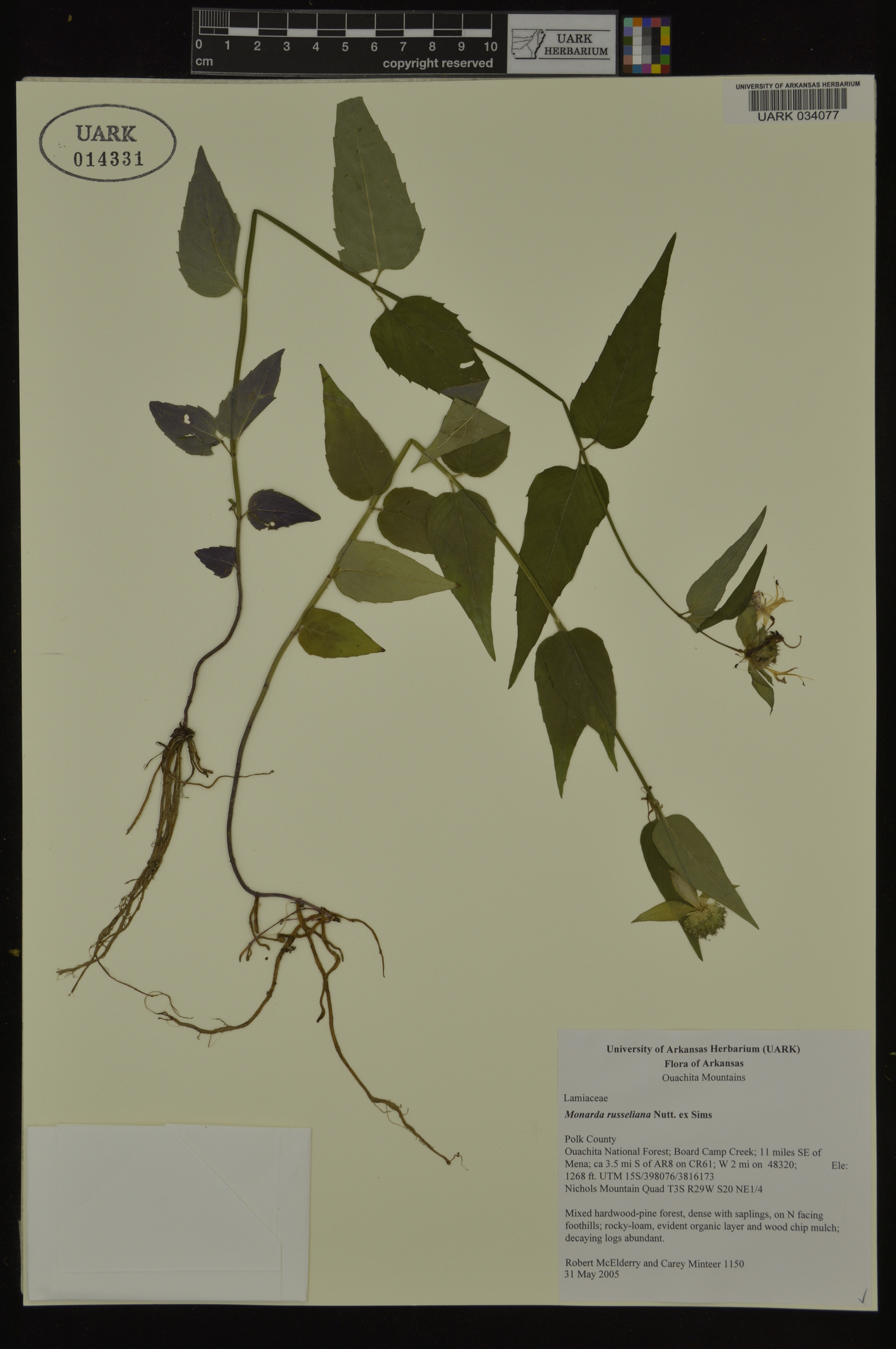 Monarda russeliana image