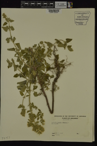 Nepeta cataria image