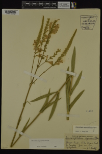 Physostegia angustifolia image