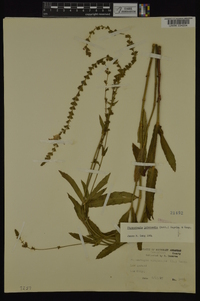 Physostegia intermedia image