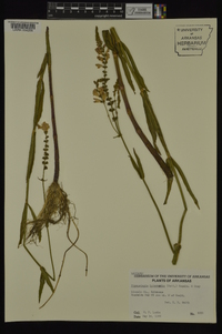 Physostegia intermedia image