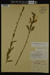 Physostegia virginiana subsp. praemorsa image