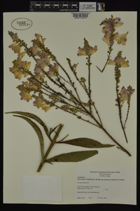 Physostegia virginiana image