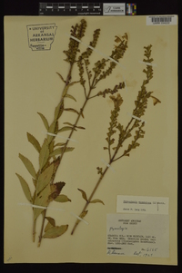 Physostegia virginiana image