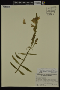 Physostegia virginiana subsp. praemorsa image