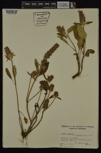 Prunella vulgaris subsp. lanceolata image