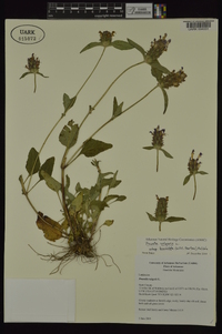 Prunella vulgaris subsp. lanceolata image