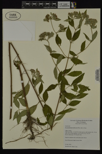 Pycnanthemum albescens image