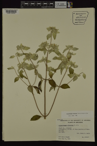 Pycnanthemum albescens image