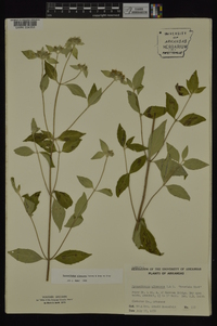 Pycnanthemum albescens image