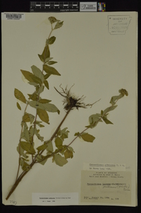 Pycnanthemum albescens image