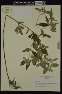 Pycnanthemum albescens image