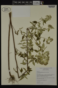 Pycnanthemum albescens image