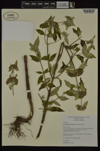 Pycnanthemum albescens image
