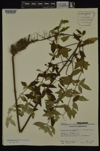 Pycnanthemum albescens image