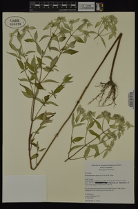 Pycnanthemum albescens image