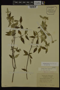 Pycnanthemum albescens image