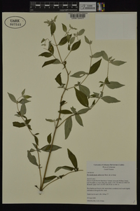 Pycnanthemum albescens image