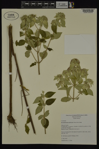 Pycnanthemum albescens image