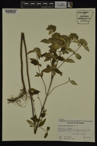 Pycnanthemum albescens image