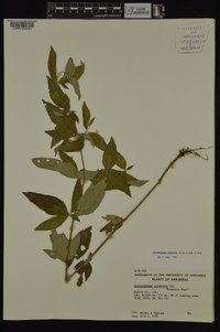 Pycnanthemum albescens image