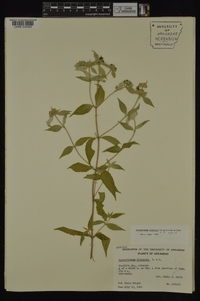 Pycnanthemum albescens image