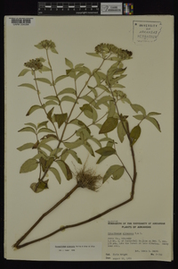 Pycnanthemum albescens image