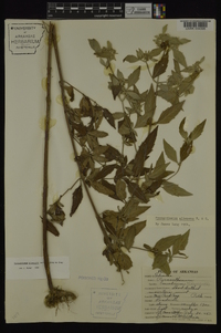 Pycnanthemum albescens image