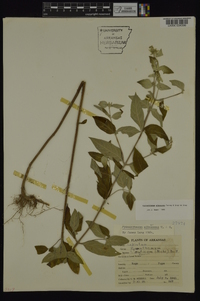 Pycnanthemum albescens image