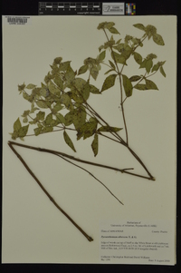 Pycnanthemum albescens image