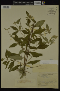 Pycnanthemum albescens image