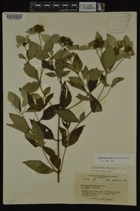 Pycnanthemum albescens image