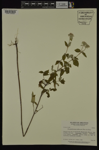 Pycnanthemum albescens image