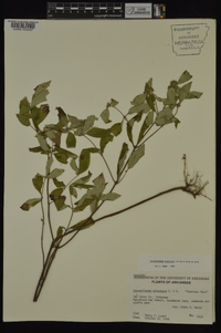 Pycnanthemum albescens image