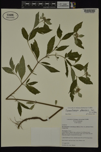 Pycnanthemum albescens image