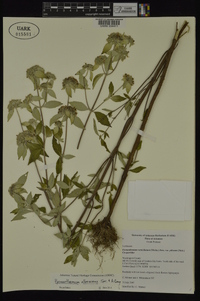 Pycnanthemum albescens image