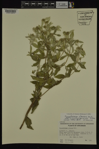 Pycnanthemum albescens image