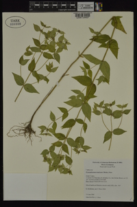 Pycnanthemum muticum image