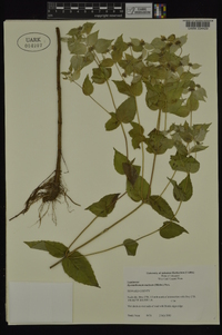 Pycnanthemum muticum image