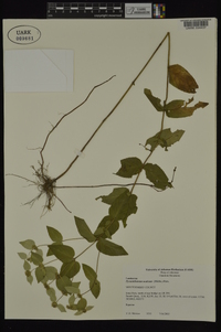 Pycnanthemum muticum image