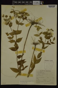 Pycnanthemum muticum image